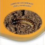 Alerta por la posible evolución del zabro en el cereal de invierno