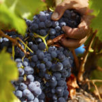 Guía de recomendaciones para minimizar el riesgo de transmisión de la COVID 19 entre temporeros