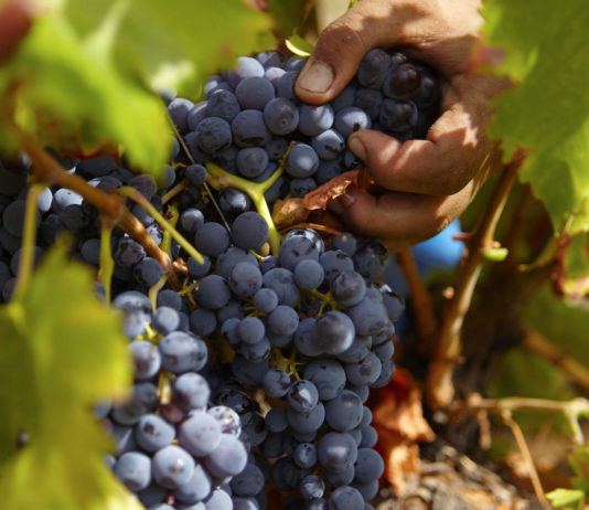 La sectorial vitivinícola de ASAJA prevé una disminución de un 15 % de la cosecha en España