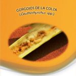 El ITACyL recomienda a los agricultores que vigilen la incidencia del gorgojo en sus cultivos de colza