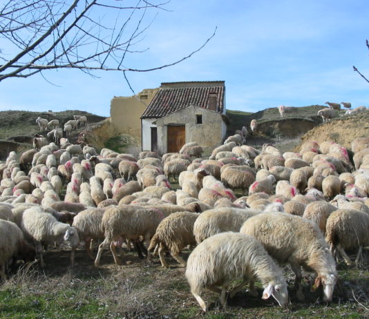 ASAJA pide a la Administración apoyo para encontrar mercados para lechazos y cochinillos