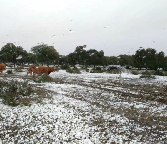 ASAJA: “El campo afrontará con responsabilidad y determinación su compromiso de proporcionar alimentos a la sociedad»