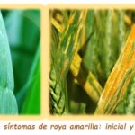 La Consejería recomienda a los agricultores que vigilen la incidencia de la roya en el cereal