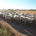 ASAJA valora que Castilla y León complemente con fondos propios la ayuda nacional al ovino y caprino