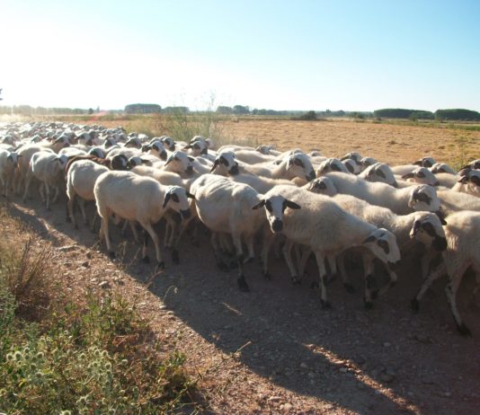 ASAJA insta al gobierno a poner en marcha, con urgencia, medidas destinadas a ayudar a los ganaderos