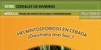 Cereales de invierno: aviso de incidencia de Septoria, Helmintosporiosis y Rincosporiosis