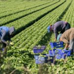 La Junta marca una serie de medidas preventivas para trabajadores temporeros