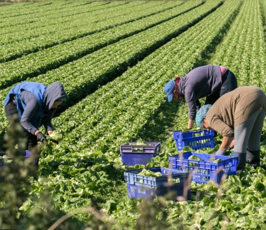 ASAJA pide bonificaciones para que el sector agrario pueda afrontar el incremento de costes salariales
