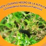 Aviso por presencia de cuca o gusano negro en las alfalfas
