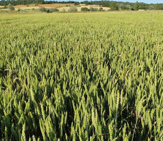 ASAJA no comparte la ampliación de las zonas vulnerables y cuestiona el peso que se atribuye al sector