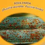Aviso por presencia de Roya negra y Roya parda en cereales