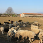 12.698 ganaderos de Castilla y León recibirán la ayuda por sequía