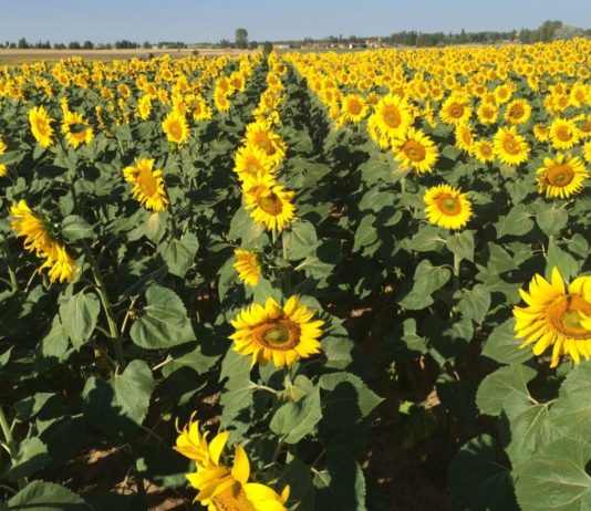 ASAJA denuncia una injustificada caída del 30% en el precio del aceite de girasol