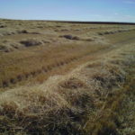 ASAJA propondrá en el Consejo Agrario que Castilla y León retome la autorización de quemas controladas en parcelas de rastrojo