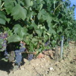 Aviso para los agricultores: oidio en viñedo