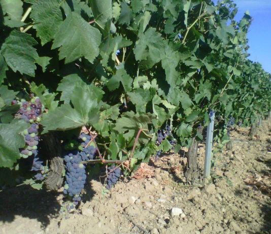 La sectorial de vino de ASAJA pide una reunión urgente con el ministro de Agricultura