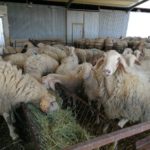 Castilla y León actualiza la normativa en materia de identificación y registro del ovino y caprino