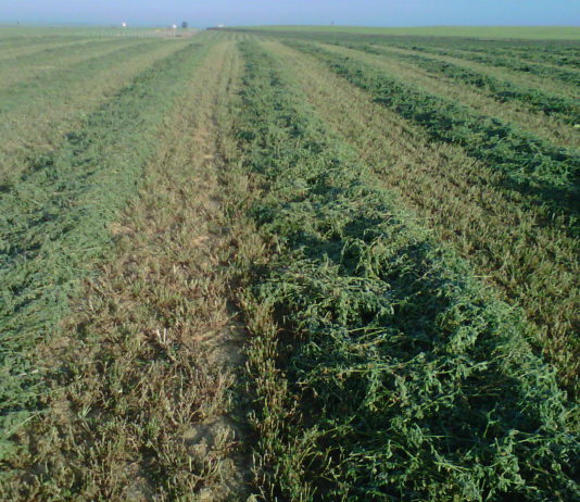 ASAJA valora positivamente que la Consejería incremente el apoyo a la suscripción del seguro de cultivos forrajeros