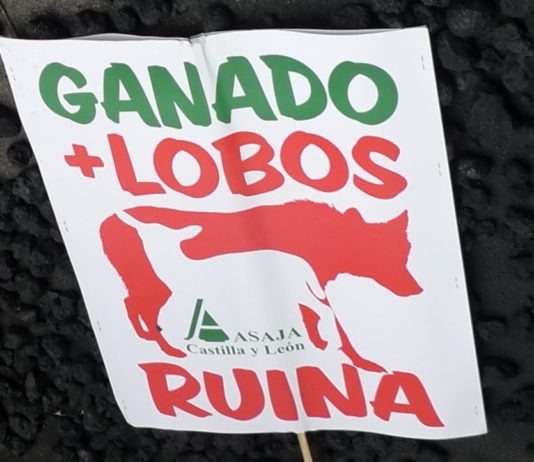 ASAJA exige que España vote a favor del cambio de estatus de protección del lobo en la UE: la ganadería española no puede esperar más