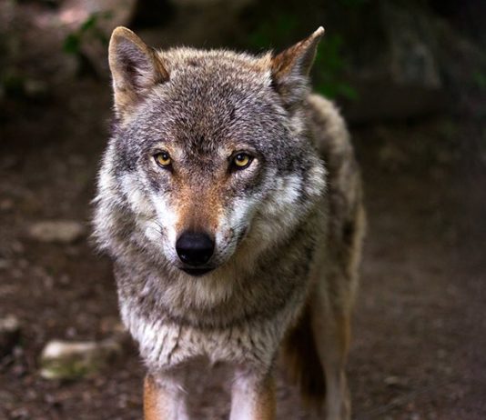 Las organizaciones agrarias exigirán la retirada inmediata de la orden que pretende declarar al lobo especie protegida
