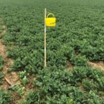 El ITACyL recomienda vigilar la presencia de gorgojo en las colzas