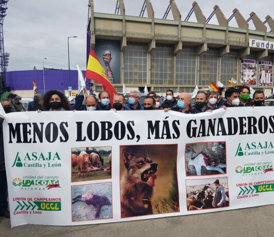 Caravana de tractores y coches por las calles de Valladolid en contra de la sobreprotección del lobo