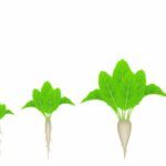 Plazos seguros cultivos industriales: remolacha, lúpulo, tabaco, lino, cáñamo