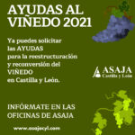 Abierto el plazo de solicitud de las ayudas a la reestructuración de viñedos en Castilla y León