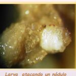 Alerta ante la posible presencia de Sitona en leguminosas