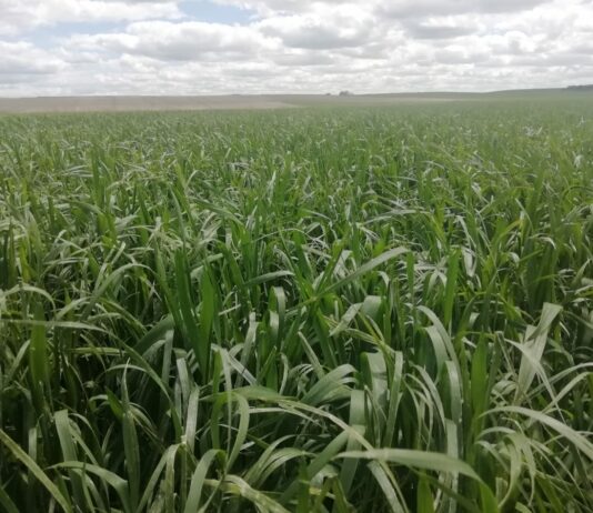 El campo celebra un San Isidro con esperanzas por la cosecha, pero sobre todo por el avance del control de la pandemia