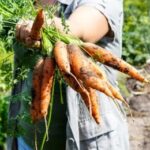 Agricultura rentable, saludable y sostenible