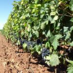 Octavo país exportando alimentos