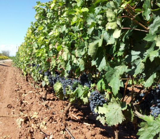 Octavo país exportando alimentos