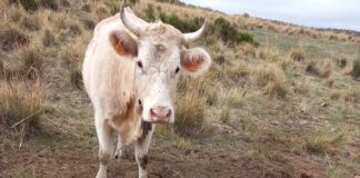 ASAJA presenta una queja ante el Defensor del Pueblo Europeo por la ocultación de datos oficiales sobre el lobo