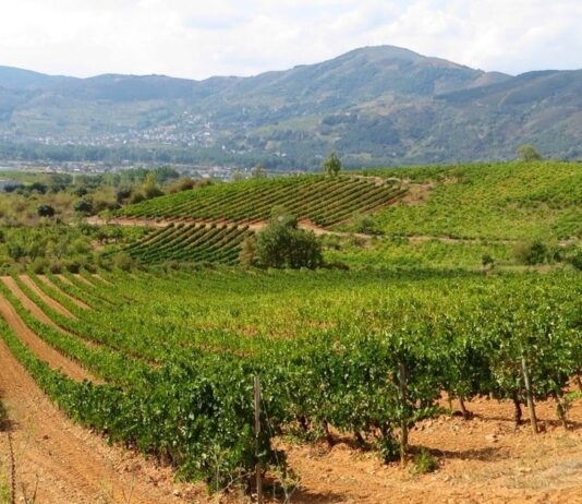 Elecciones Consejos Reguladores: ASAJA anima a votar a los viticultores para reforzar al sector productor frente a otros intereses