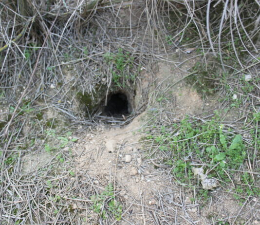 Pedimos a la administración que actúe para frenar la plaga de conejos