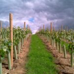 La Sectorial Vitivinícola de ASAJA analizó la marcha de la campaña