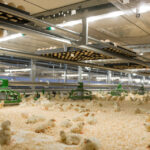 Desde hoy, cambios en las medidas de control de la gripe aviar en Castilla y León