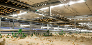 Desde hoy, cambios en las medidas de control de la gripe aviar en Castilla y León