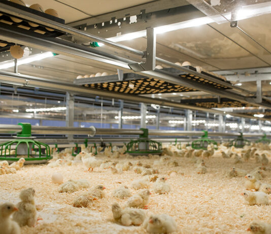 ASAJA denuncia la situación desesperada de los ganaderos en integración, especialmente de los jóvenes, amenazados por la quiebra