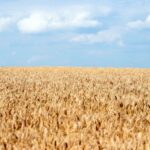 La crisis, la pandemia, la guerra