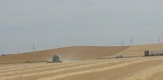 La Junta amplía a todo Castilla y León la flexibilización para el cereal no cosechado de los ecorregímenes.
