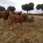 Importes unitarios provisionales de las ayudas asociadas para explotaciones de vacuno de cebo 2024