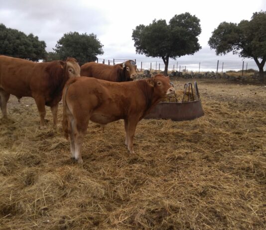 ASAJA Castilla y León exige la eliminación de las pruebas de tuberculosis a terneros con destino a cebadero