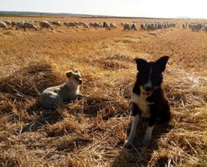 Perros pastores. Foto JL