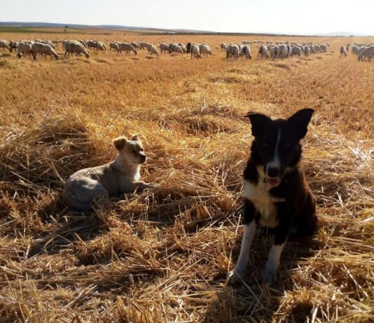 La Ley de derechos animales, una nueva agresión para el mundo rural