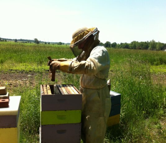 ASAJA denuncia el olvido del sector apícola en las ayudas por la guerra de Ucrania, pese al crítico momento que viven los profesionales