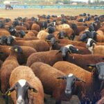 Convocadas las ayudas 2025 a la reposición de reses