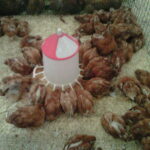 Influenza aviar: El Ministerio levanta el confinamiento de aves de corral pero mantiene medidas especiales en 250 municipios de Castilla y León