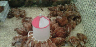 Influenza aviar: El Ministerio levanta el confinamiento de aves de corral pero mantiene medidas especiales en 250 municipios de Castilla y León